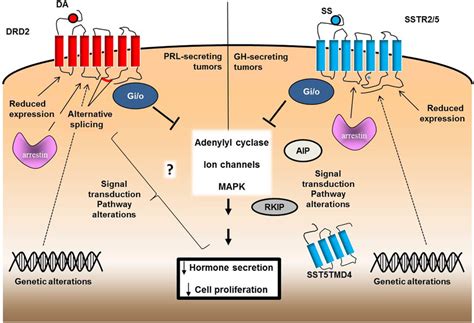 The Figure Schematically Represents FLNA Structure And Cellular