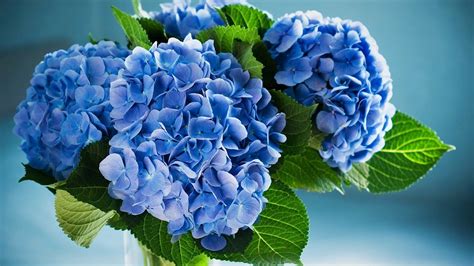 Hydrangeas Wallpapers Wallpaper Cave