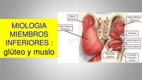 Miologia Miembros Inferiores Glúteos y Muslo medicina uDocz