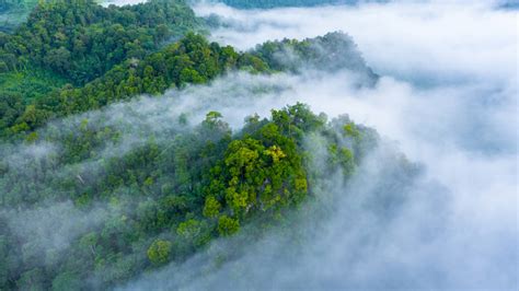 Even 2C Warming Could Push Tropical Rainforests Above Their Heat