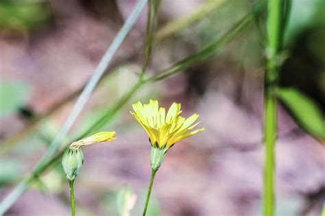 Blumen Wilde Sommerblumen Kostenloses Foto Auf Pixabay Pixabay