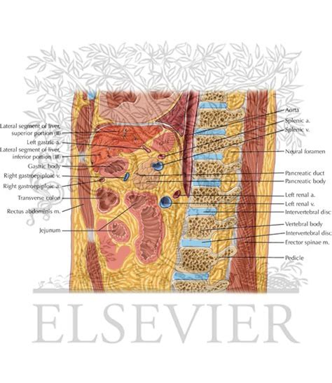 Abdomen Sagittal 5