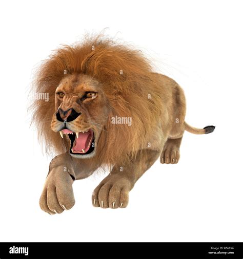 D Rendering Male Lion On White Stock Photo Alamy