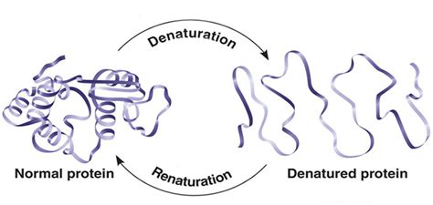 Refolding Proteins Made Easy 21 Tips And Tricks 50 OFF