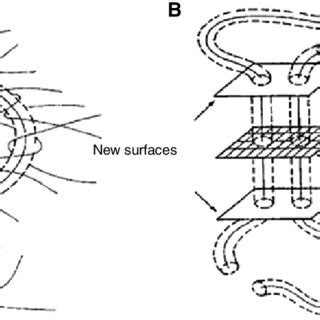 Schematic illustration of the polymer reptation model (A) Reptating ...