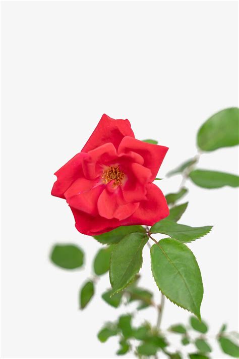 Red Knockout Rose Bushes For Sale Online | The Tree Center