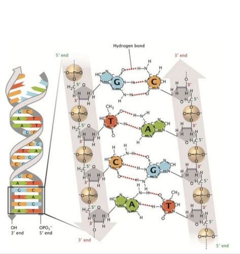 Genetics Dna Structure Replication And Repair Flashcards Quizlet