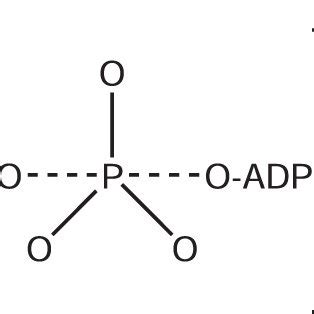 Sketch of the associative ATP hydrolysis mechanism with a... | Download ...