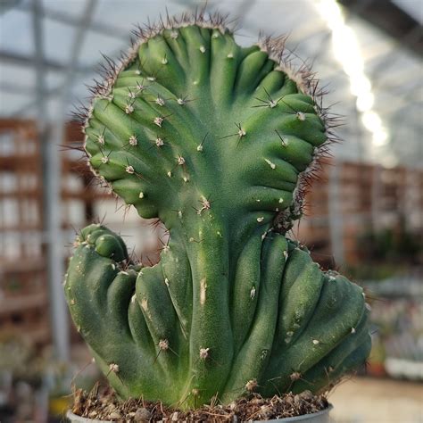 Cereus Peruvianus Var Coral F Crested Giromagi Cactus And Succulents