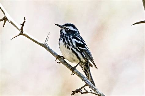 Black-and-white Warbler