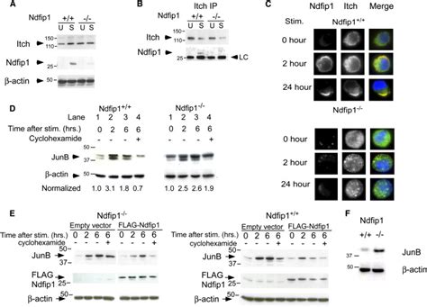 Ndfip1 Protein Promotes The Function Of Itch Ubiquitin Ligase To