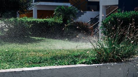 On A Hot Summer Day The Lawn Is Sprinkled With Cool Water To Keep The Grass Fresh Stock Photo