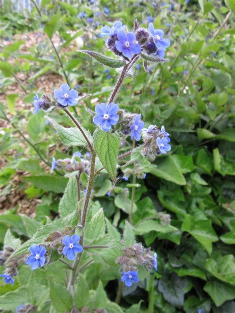 Green alkanet | Plant-Lore