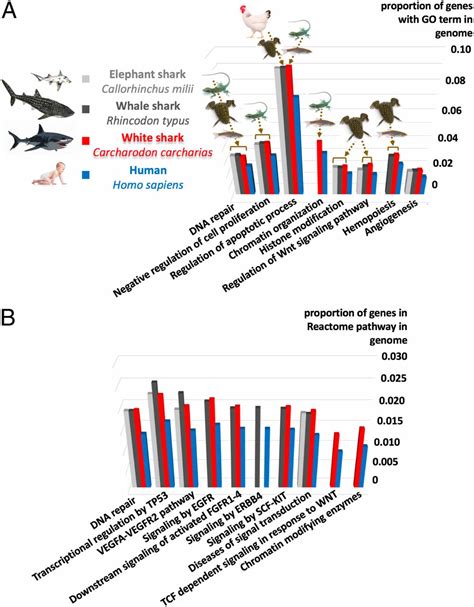 White Shark Genome Reveals Ancient Elasmobranch Adaptations Associated