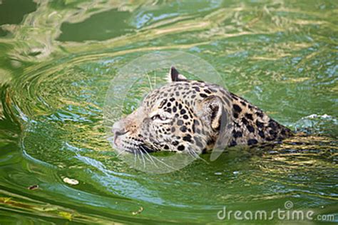 Orange Jaguar Swimming Stock Photo Image Of Swimming