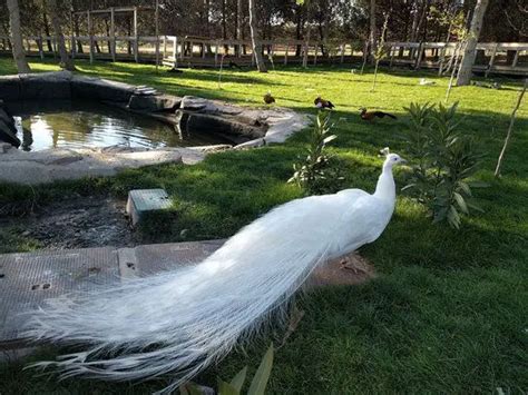 Pavo Real Blanco O Albino 】características Origen Extinción Y Más