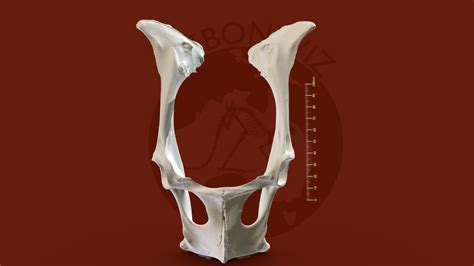 Domestic Goat Pelvis 3d Model By Ozboneviz [498b931] Sketchfab