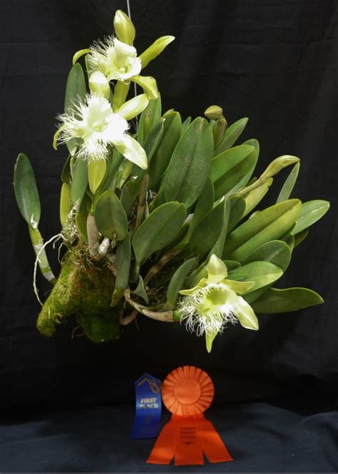 Rhyncholaelia Digbyana Owned By Barbara Crist Naples Orchid Society