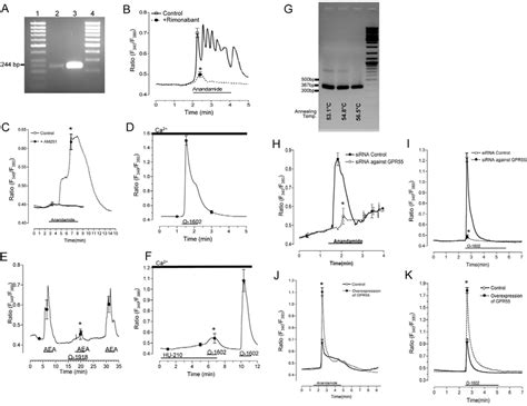 'Atypical' endothelial anandamide receptors are identified as GPR55 ...