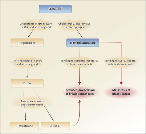 On Estrogen Cholesterol Metabolism And Breast Cancer Nejm