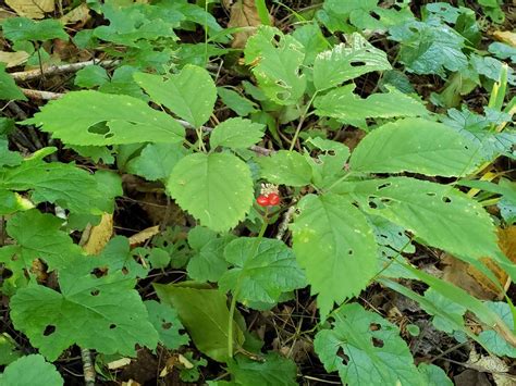 Ginseng Panax Quinquefolius Western Carolina Botanical Club