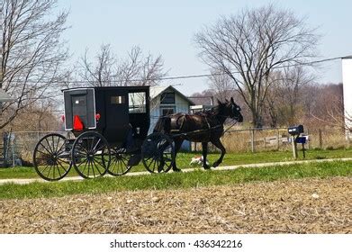 Amish Horse Drawn Buggy Profile Field Stock Photo 436342216 | Shutterstock