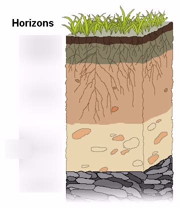 Soil Horizons Diagram | Quizlet