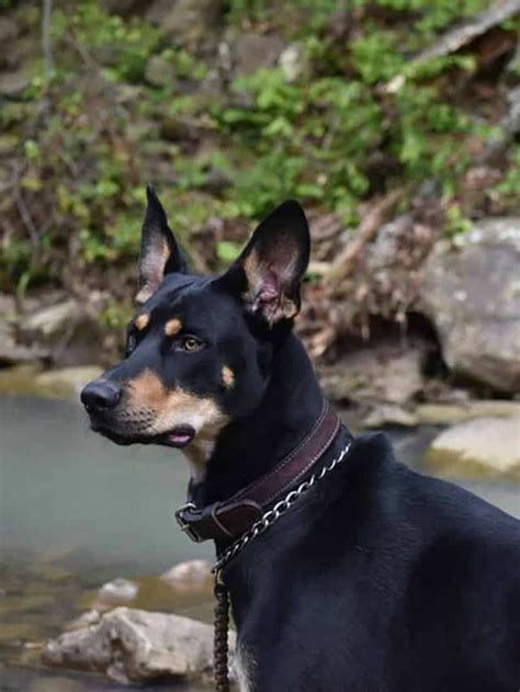 Doberman Husky Mix: 5 Things That Make This Dog Special - PupVine