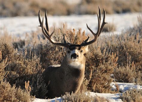 The Best Deer Hunting Cartridges A Ballistic Analysis Hubpages