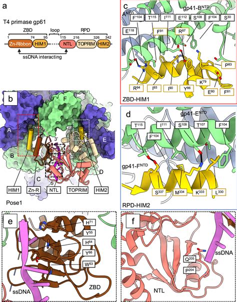 Interaction Of The Gp61 Primase With The Active And Closed Ring Gp41