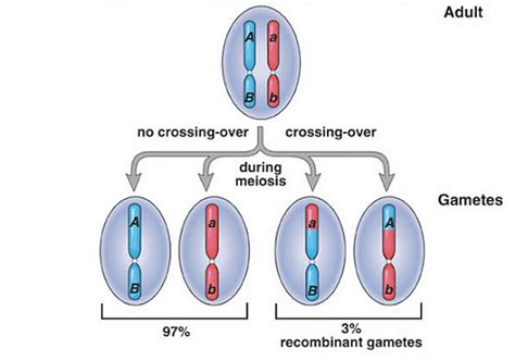 Linkage And Crossing Over Definition And Types