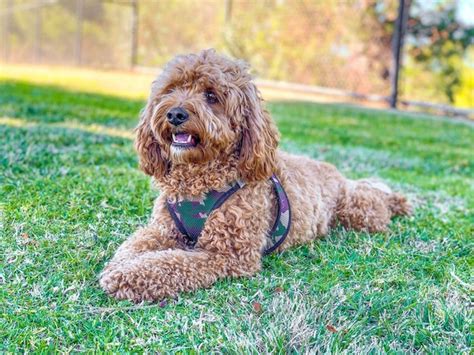 premium photo cavapoo dog   park mixed breed  cavalier king