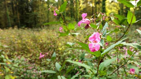 Pros And Cons Of Growing Balsam Flowers Gardening Know How