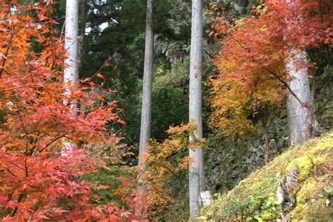 紅葉進んできた。 株式会社いろどり