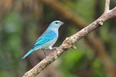 Foto Sanha O De Encontro Azul Thraupis Cyanoptera Por Guilherme Serpa