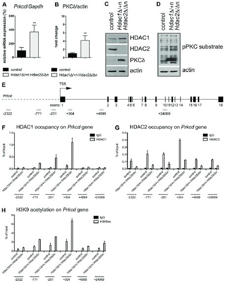 Upregulation Of Protein Kinase C Delta In Hdac N Hdac N Mice