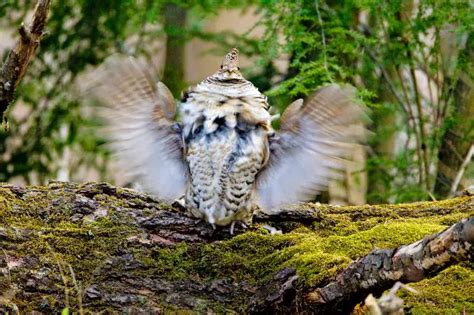 Descubre Los Impresionantes Rituales De Apareamiento De Las Aves