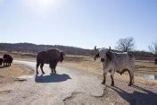 Arbuckle Wilderness Park – Uncovering Oklahoma