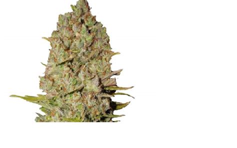 Pineapple Express Auto (4 Seeds or 8) – Papa Seeds