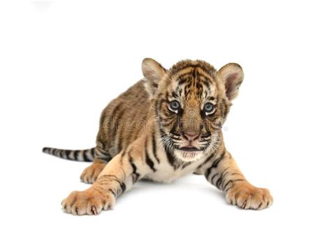 Baby bengal tiger stock photo. Image of fauna, animal - 32429512