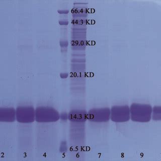 Sds Page Analysis Of His Tagged Proteins Separated By The Sio S Nhni