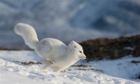 Arctic Foxes | Fun Facts, Where To See Them and How To Photograph Them | Wanderlust