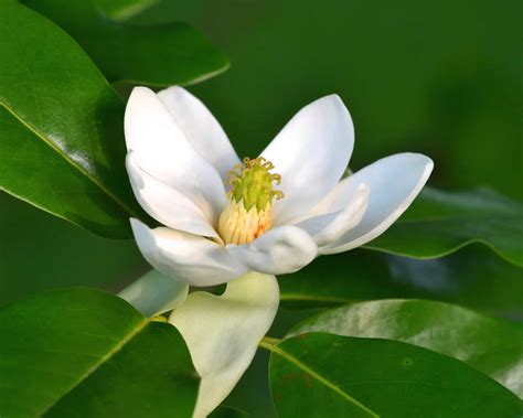 Sweetbay Magnolia (Magnolia virginiana) - Bowman's Hill Wildflower Preserve