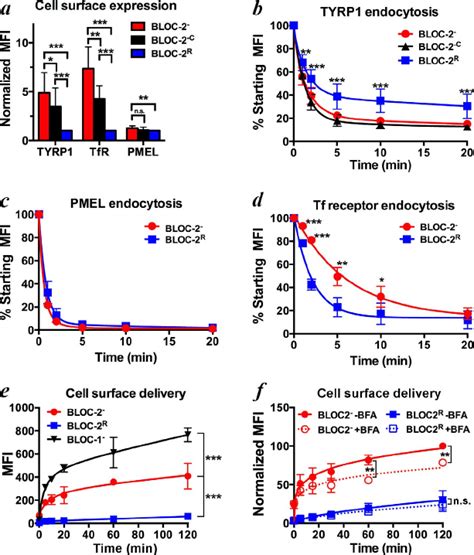 Increased Tyrp1 Cycling Through The Plasma Membrane In Bloc 2