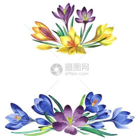 野花番红花框以孤立的水彩风格插画图片下载 正版图片503448975 摄图网