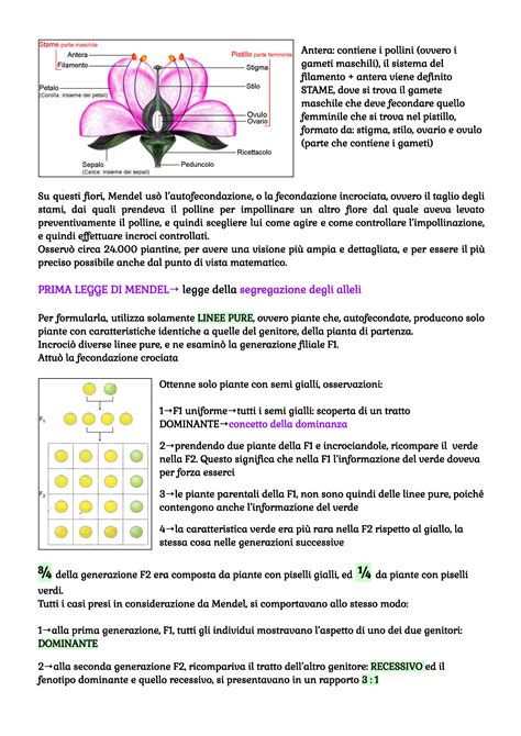 SOLUTION Genetica Leggi Di Mendel Documenti Google Studypool