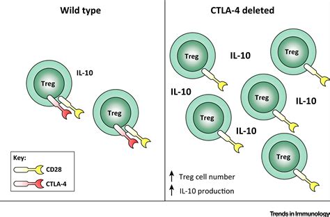 Ctla And Autoimmunity New Twists In The Tale Trends In Immunology