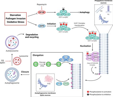 Frontiers Autophagy In Aging Related Oral Diseases