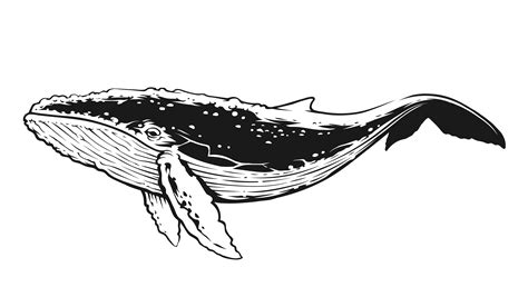 Whale Black and White Contrast Vector Art 327251 Vector Art at Vecteezy