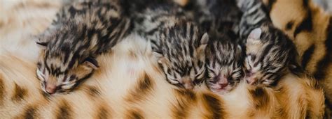 Congenital Birth Defects In Kittens – ShowCatsOnline